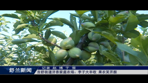 舒兰市吉舒街道济香家庭农场：李子大丰收 果农笑开颜