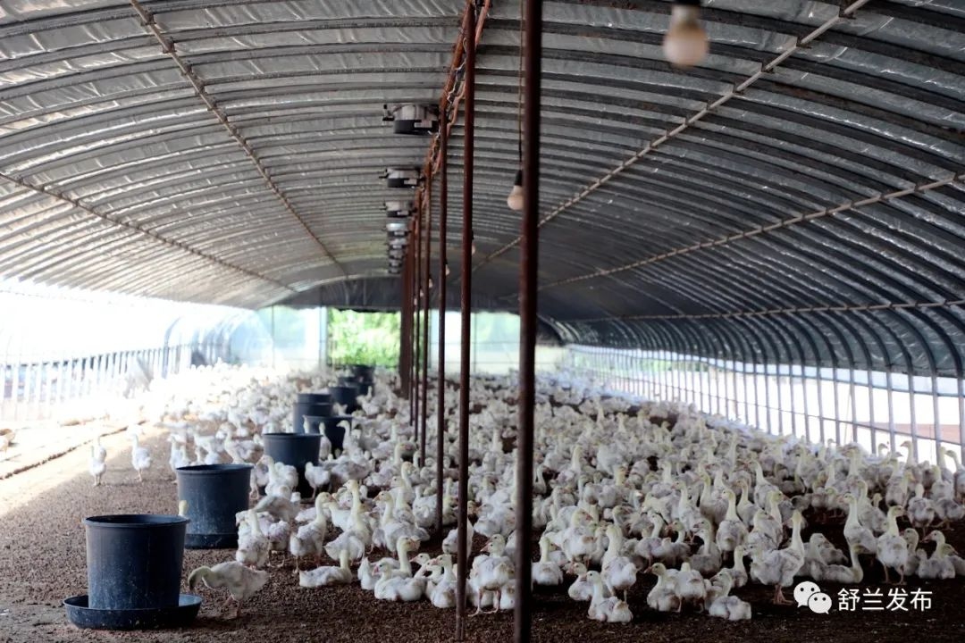 舒兰白鹅产业专题报道丨种养结合效益高