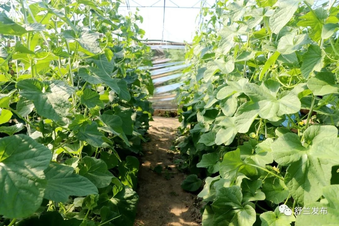 乡村振兴丨舒兰市朝阳镇：蔬菜大棚里新增一抹&ldquo;甜蜜&rdquo;​