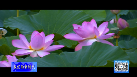 舒兰：莲花乡里莲花香 芙蓉盛开引客来