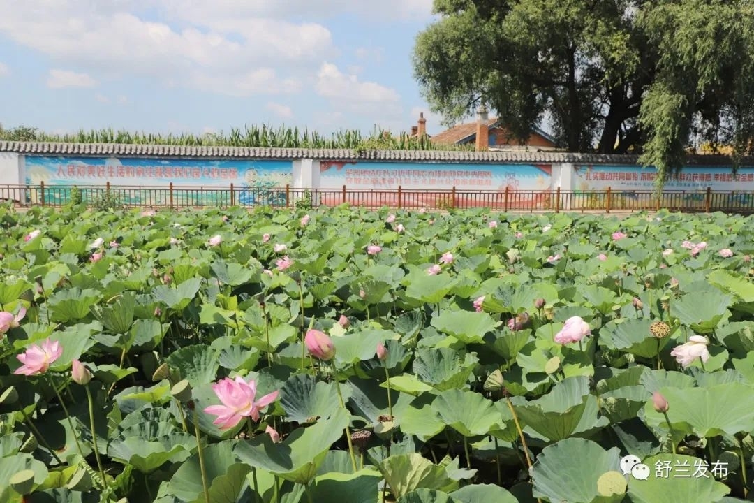 舒兰：莲花乡里莲花香
