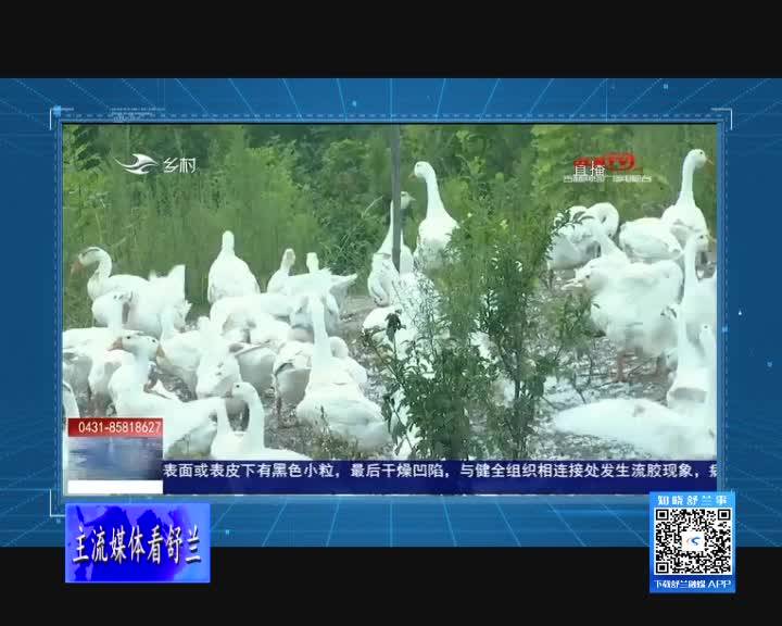 舒兰市：农田养鹅巧增收