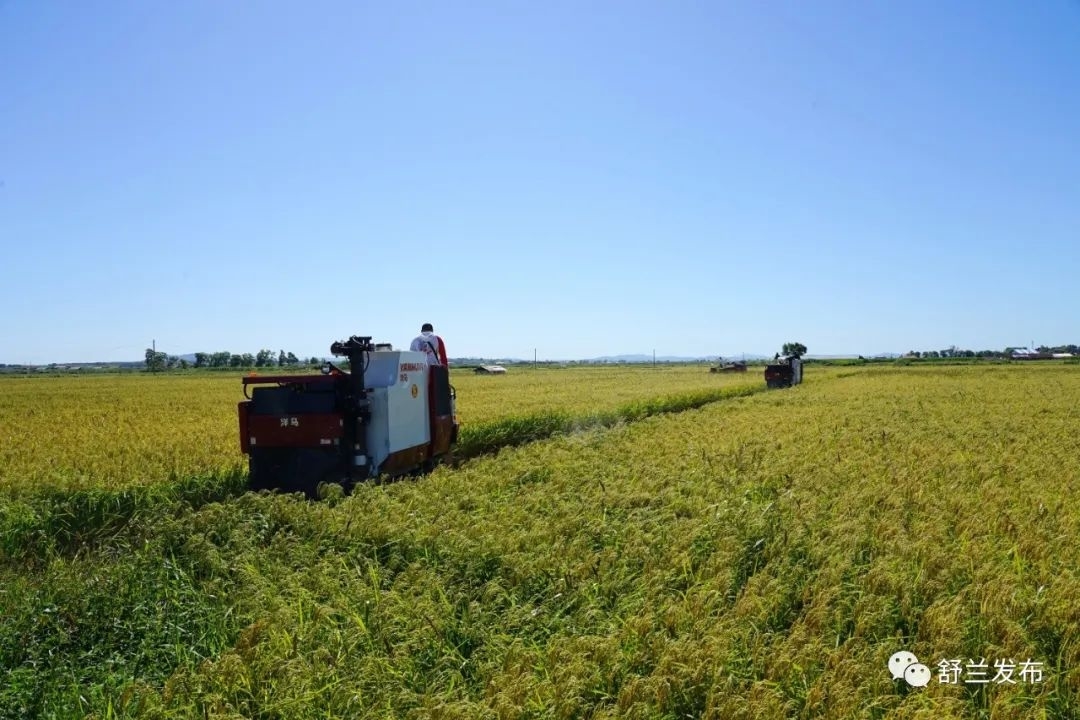 乡村振兴丨学明家庭农场开启舒兰水稻收割&ldquo;第一镰&rdquo;