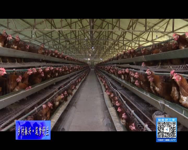 舒兰市&ldquo;智能养鸡&rdquo;养出好 &ldquo;钱&rdquo;景