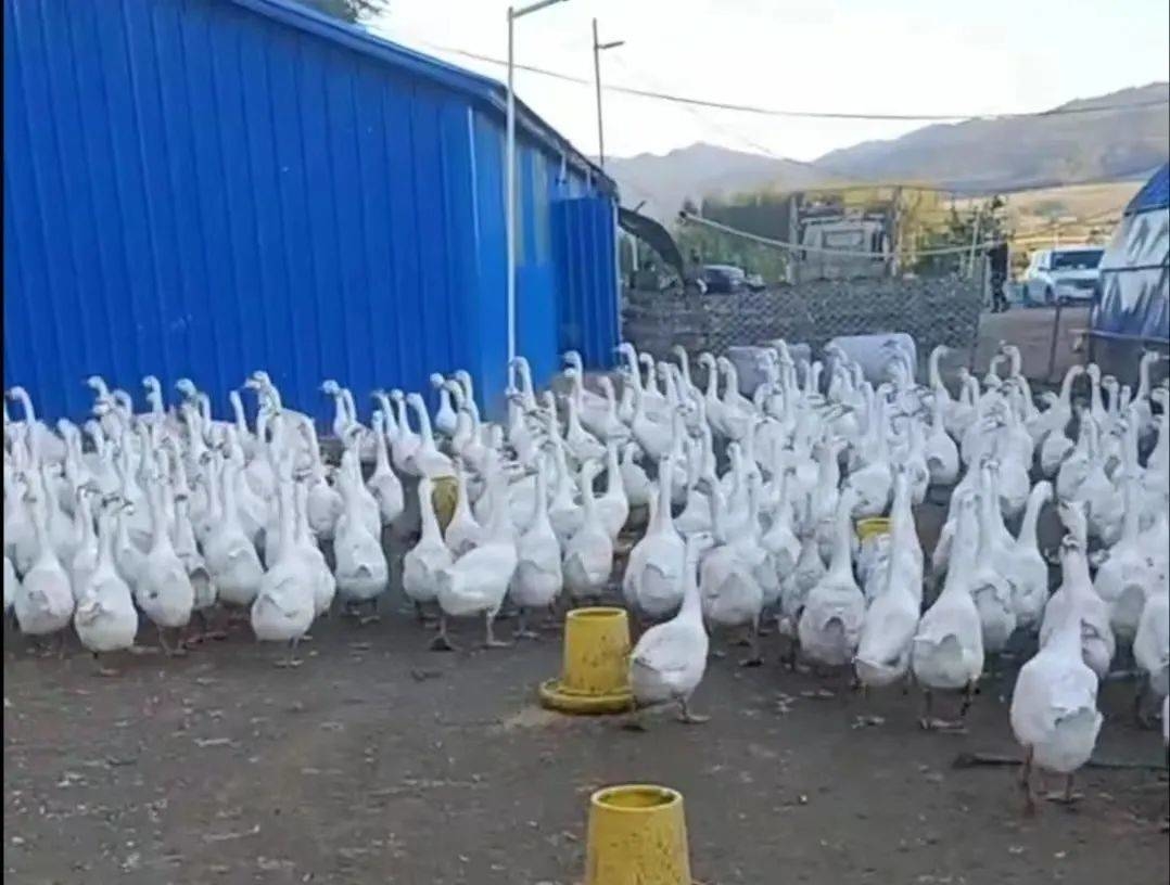 乡村振兴丨开原镇首家白鹅养殖户收获今年第一桶金