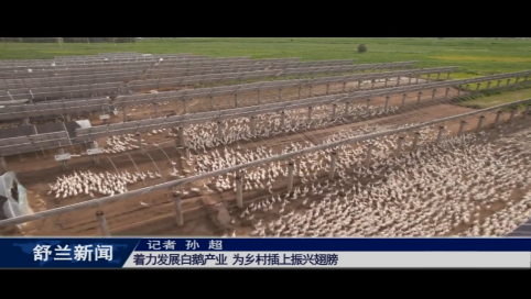 舒兰：着力发展白鹅产业 为乡村插上振兴翅膀
