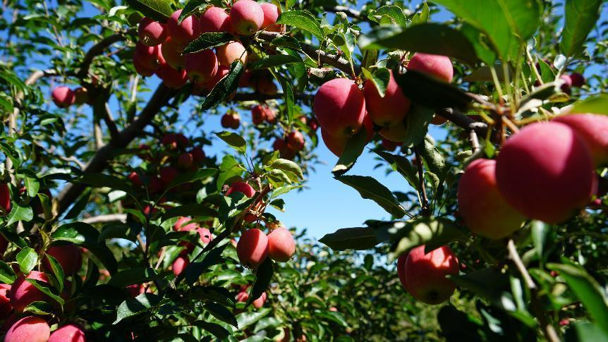 这里的鸡心果丰收了！