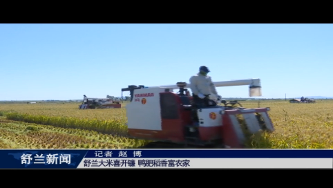 舒兰大米喜开镰 鸭肥稻香富农家