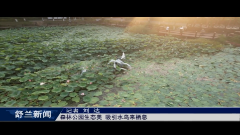 舒兰：森林公园生态美 吸引水鸟来栖息