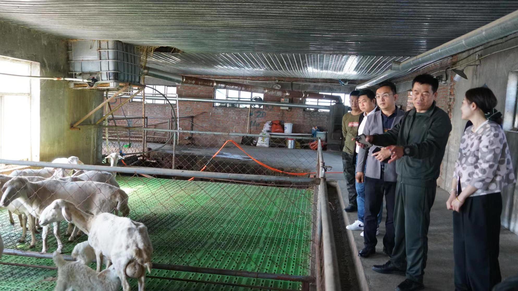 舒兰市领导调研湖羊养殖产业发展情况