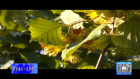 舒兰市林下经济致富忙 榛果丰收远飘香