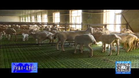 舒兰市领导调研湖羊养殖产业发展情况