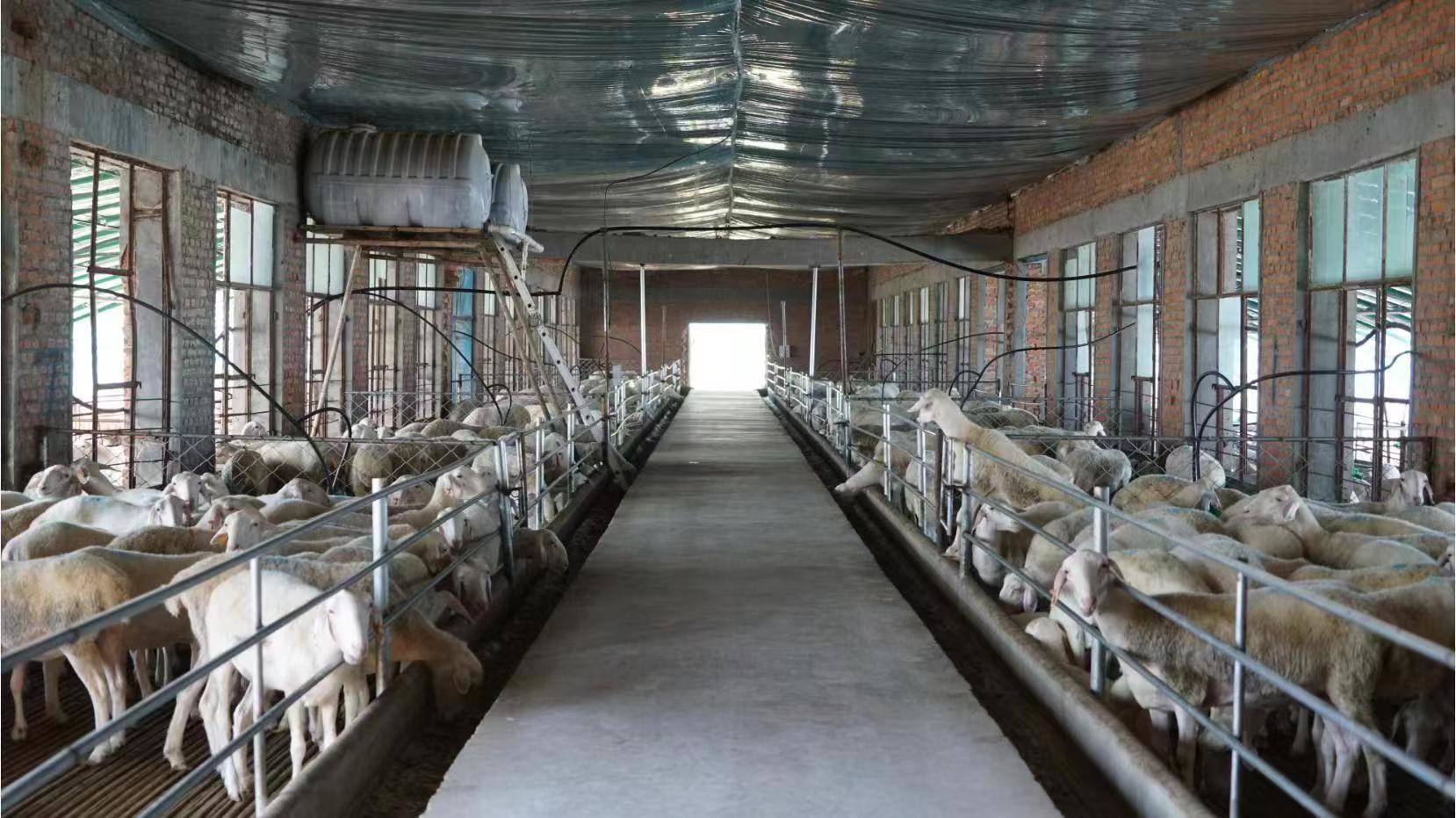 湖羊养殖蹚出致富新道路