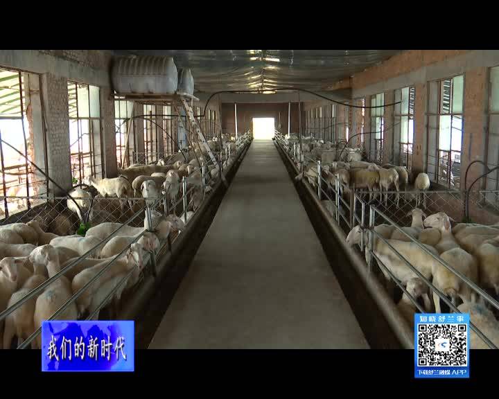 舒兰：湖羊养殖蹚出致富新道路