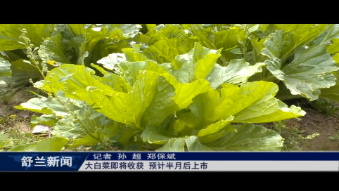 舒兰：大白菜即将收获 预计半月后上市