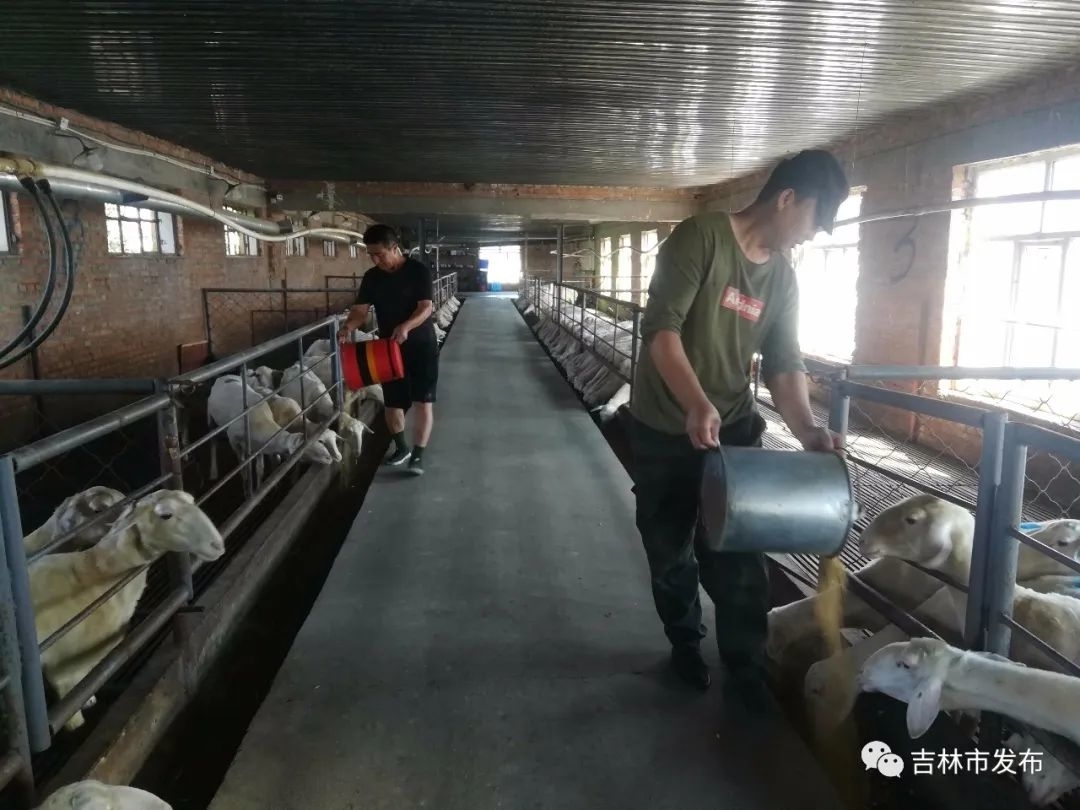 媒体看舒兰丨我市最大湖羊养殖场在舒兰建成