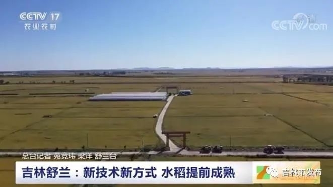 中国三农报道｜吉林舒兰：新技术新方式 水稻提前成熟