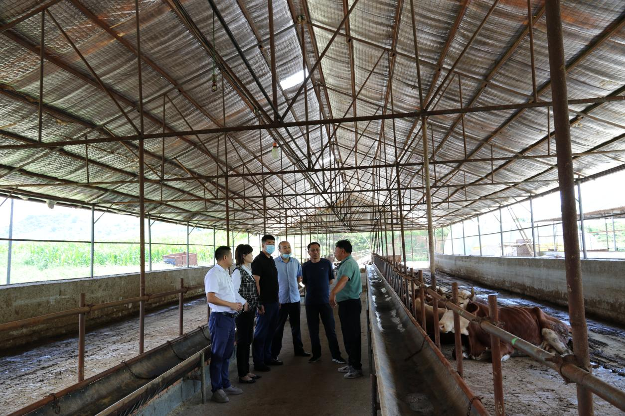 金融活水&ldquo;贷&rdquo;动肉牛产业发展