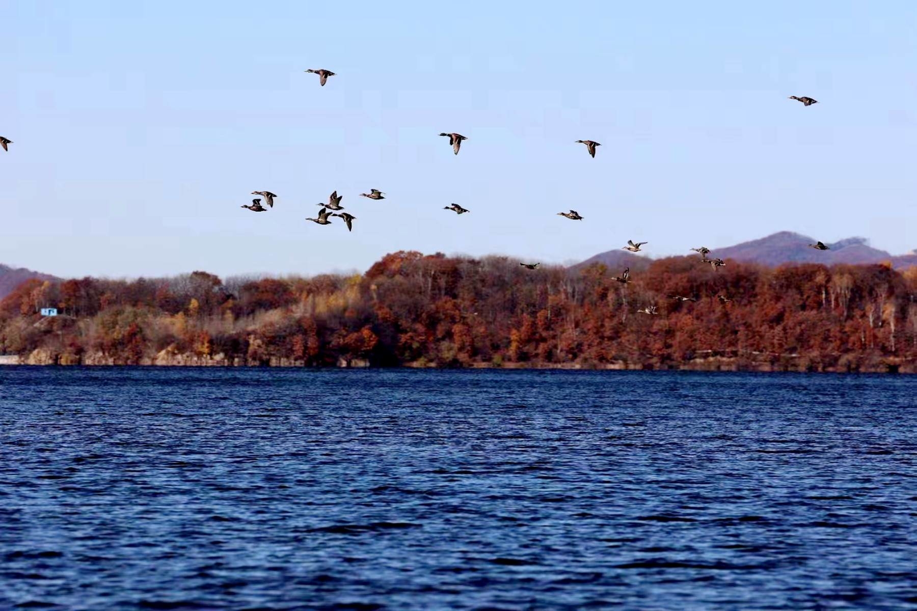 舒兰市小城林场加强秋冬季候鸟保护 为候鸟迁徙保驾护航