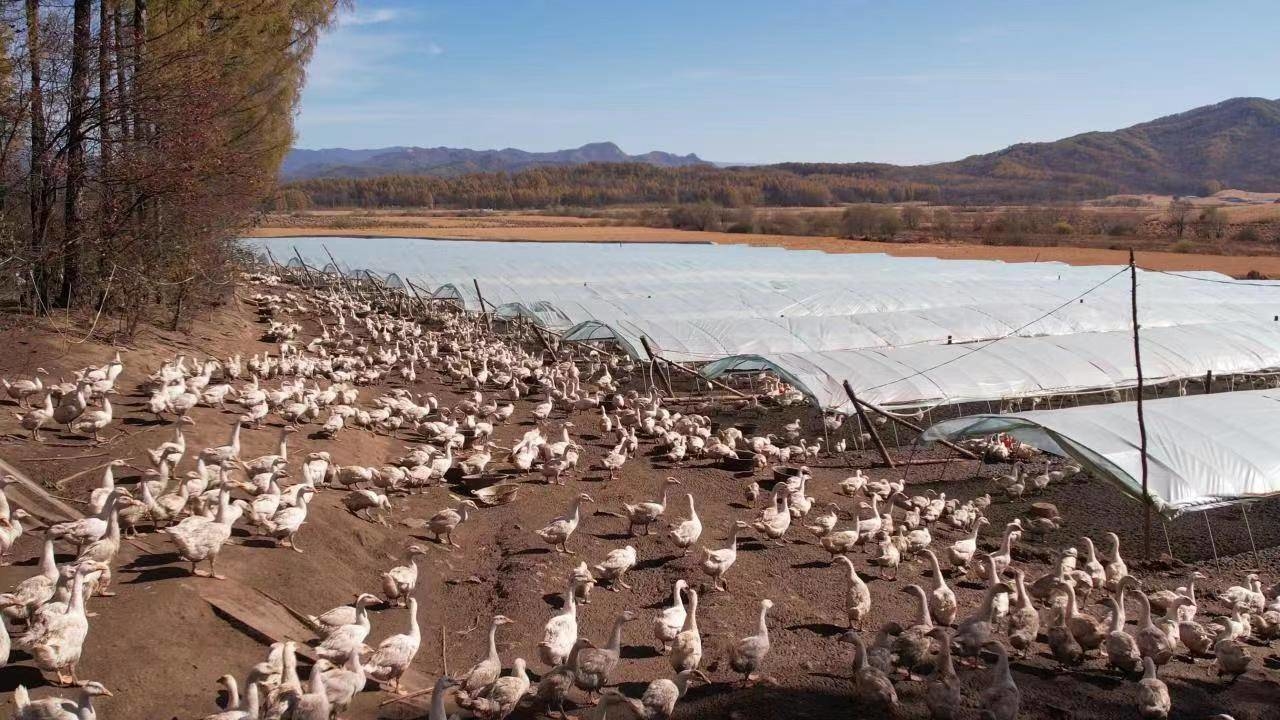 舒兰市新安乡刘野家庭农场：白鹅养殖奏响致富曲