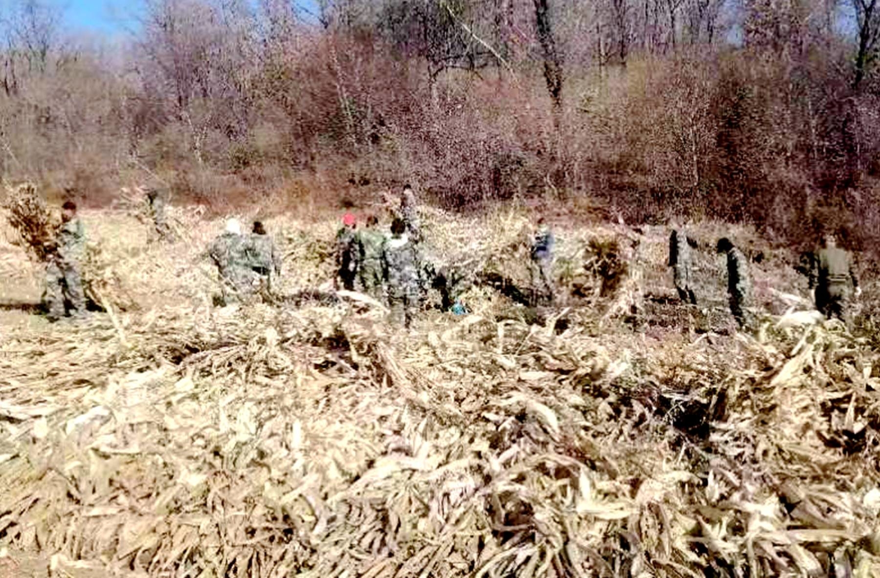 舒兰市开原林场：清理林缘秸秆 防患于未&ldquo;燃&rdquo;