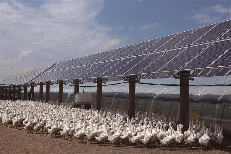 吉林日报丨立足优势促振兴 &mdash;&mdash;舒兰市发展白鹅产业纪事