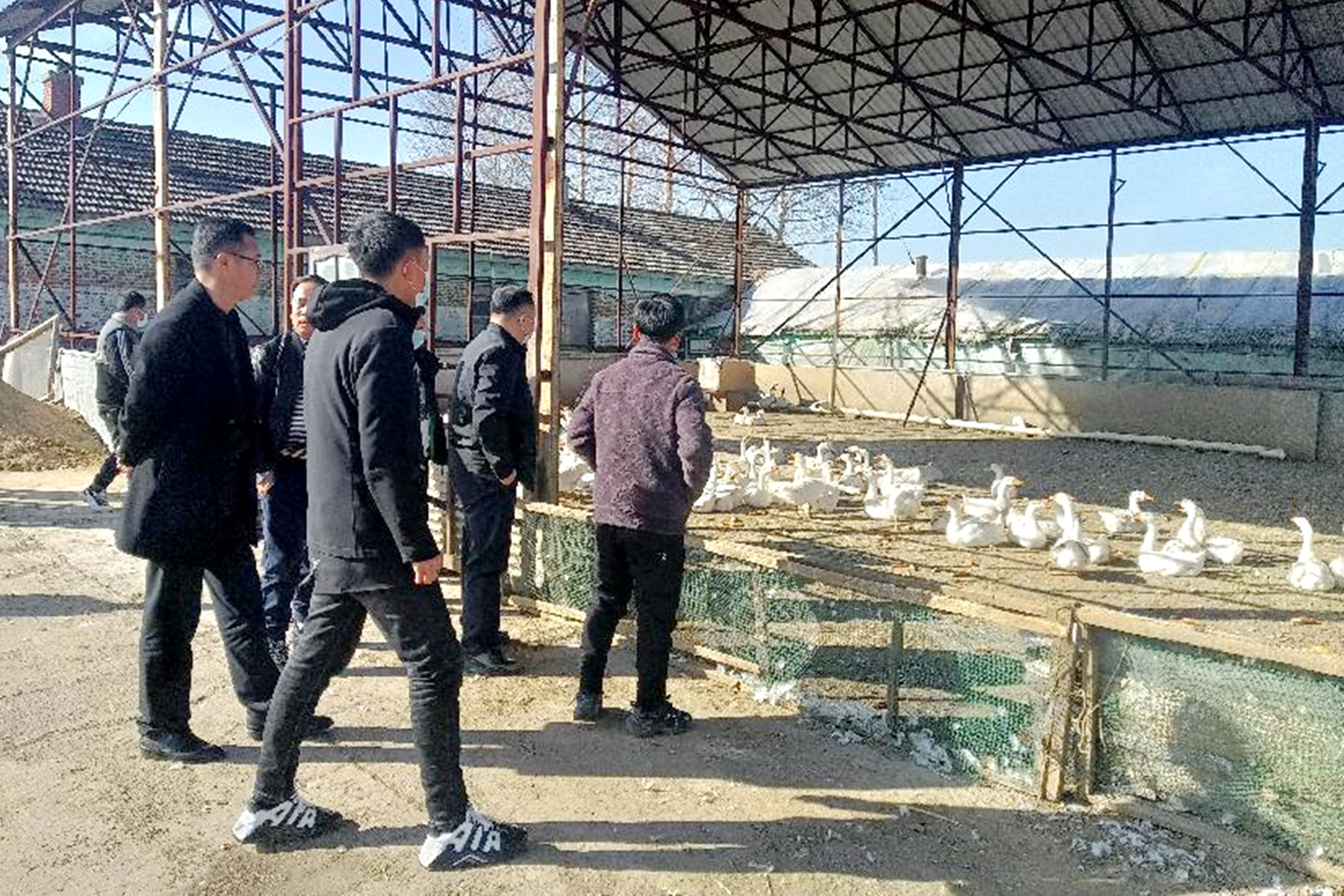 舒兰市退役军人事务局：助力退役军人创业 发展白鹅养殖