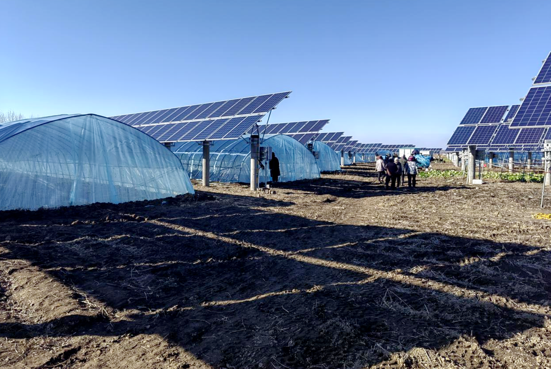 舒兰市上营镇：羊肚菌点燃乡村振兴&ldquo;新引擎&rdquo;