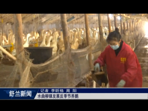 舒兰市水曲柳镇发展反季节养鹅