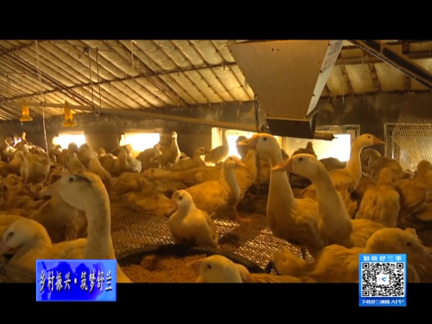 乡村振兴&middot;筑梦舒兰丨舒兰市水曲柳镇：发展白鹅养殖 助力乡村振兴