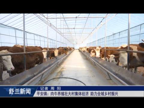 乡村振兴&middot;筑梦舒兰丨舒兰市平安镇：肉牛养殖壮大村集体经济 助力全域乡村振兴