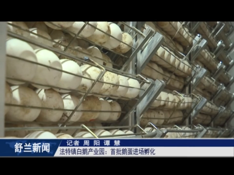 乡村振兴&middot;筑梦舒兰丨舒兰市法特镇白鹅产业园：首批鹅蛋进场孵化