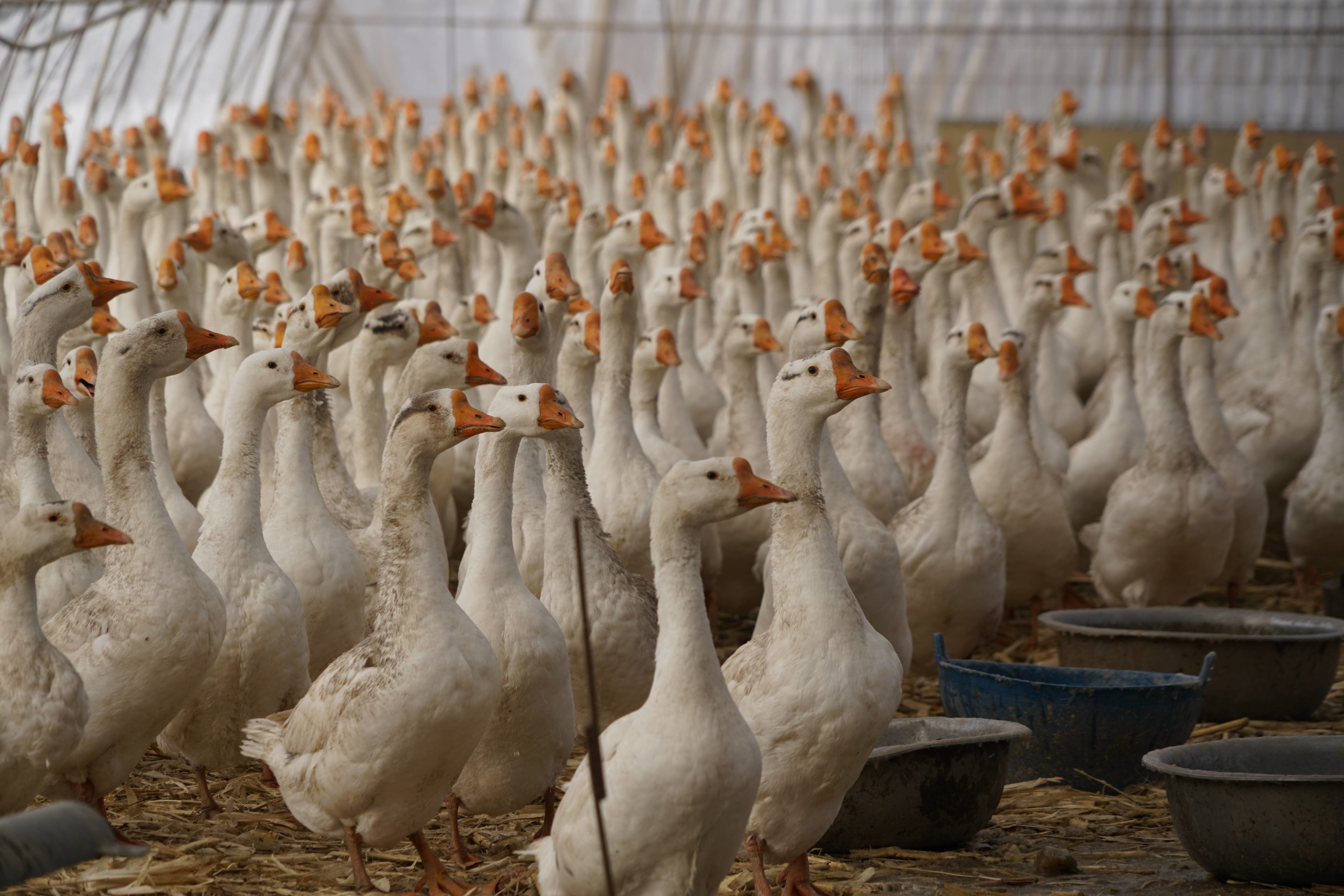 舒兰市：大力发展白鹅产业 奏响经济发展&ldquo;向天歌&rdquo;