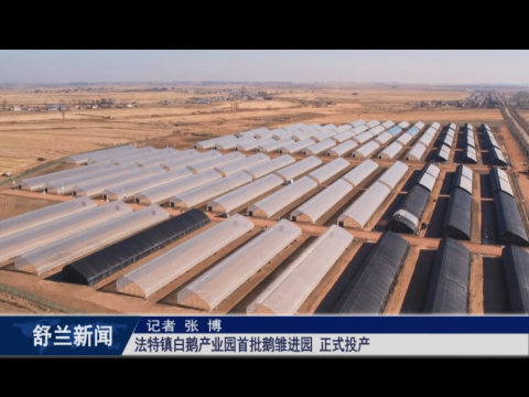 稳经济促增长丨舒兰市法特镇白鹅产业园首批鹅雏进园 正式投产