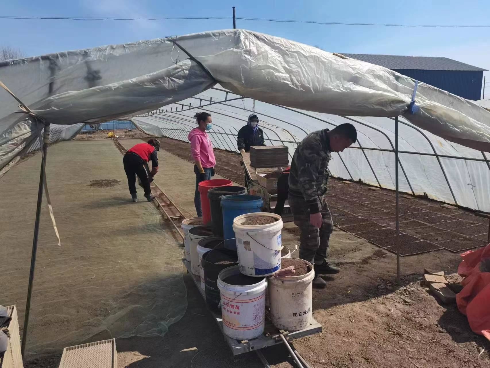 丰收有底气丨春耕生产正当时 舒兰市平安镇大规模开展水稻育苗