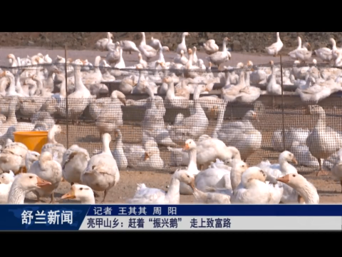 乡村振兴&middot;筑梦舒兰丨舒兰市亮甲山乡：赶着&ldquo;振兴鹅&rdquo; 走上致富路
