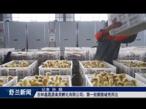 白鹅振翅 产业振兴丨吉林鑫晟源禽类孵化有限公司第一批鹅雏破壳而出
