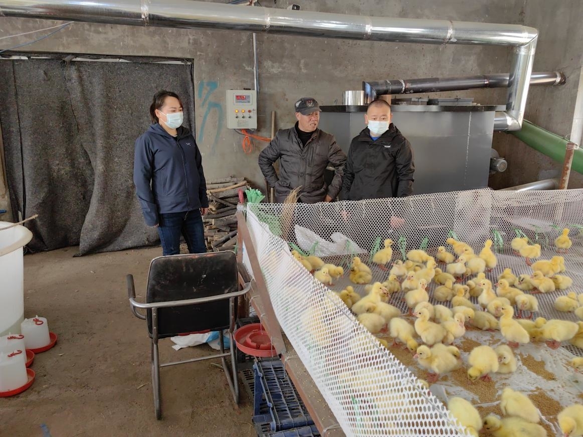 白鹅振翅 产业振兴丨舒兰市环城街道：白鹅唱响&ldquo;致富曲&rdquo;