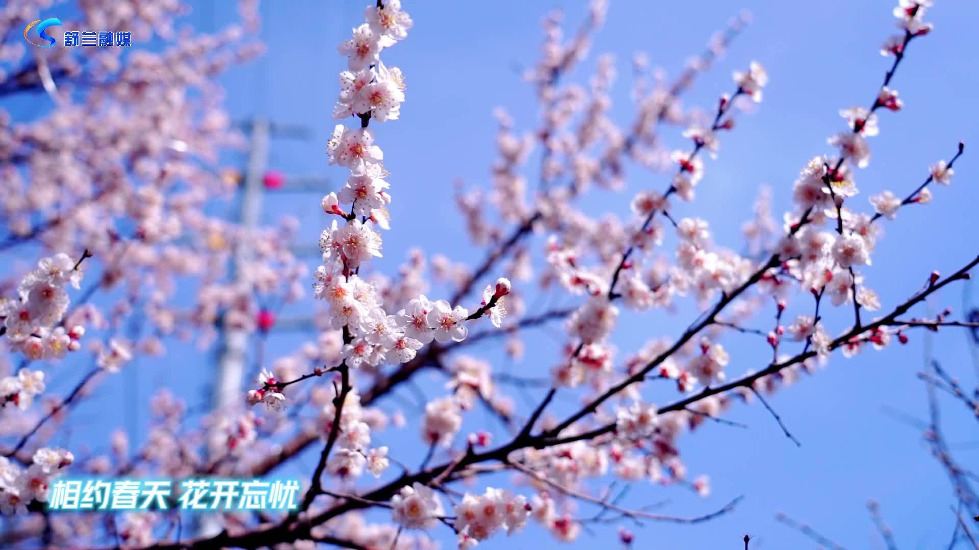 相约春天 花开忘忧