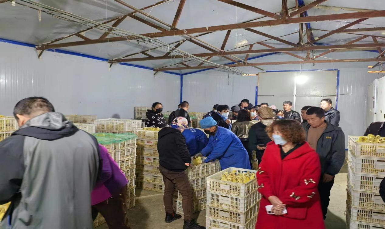 舒兰市平安镇提高白鹅养殖专业化水平