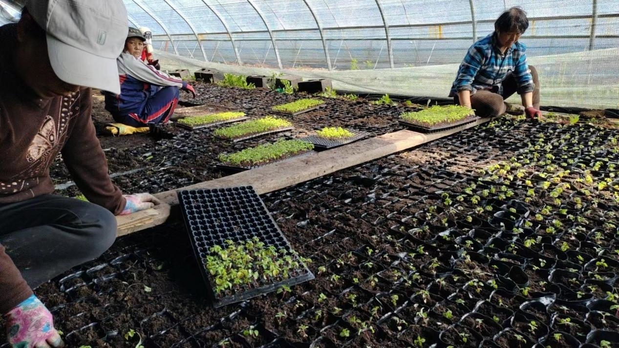 舒兰市环城街道兴山村花卉产业&ldquo;棚&rdquo;勃发展