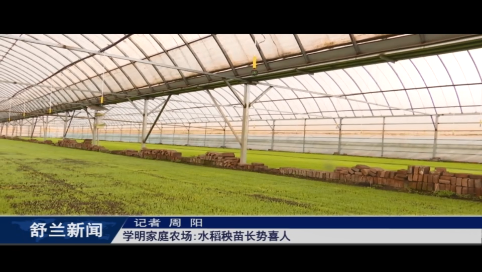 乡村振兴&middot;筑梦舒兰丨学明家庭农场:水稻秧苗长势喜人