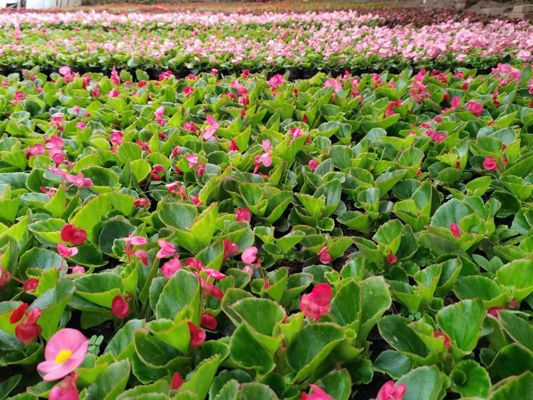 舒兰市朝阳镇花卉大棚 春色满园迎客来