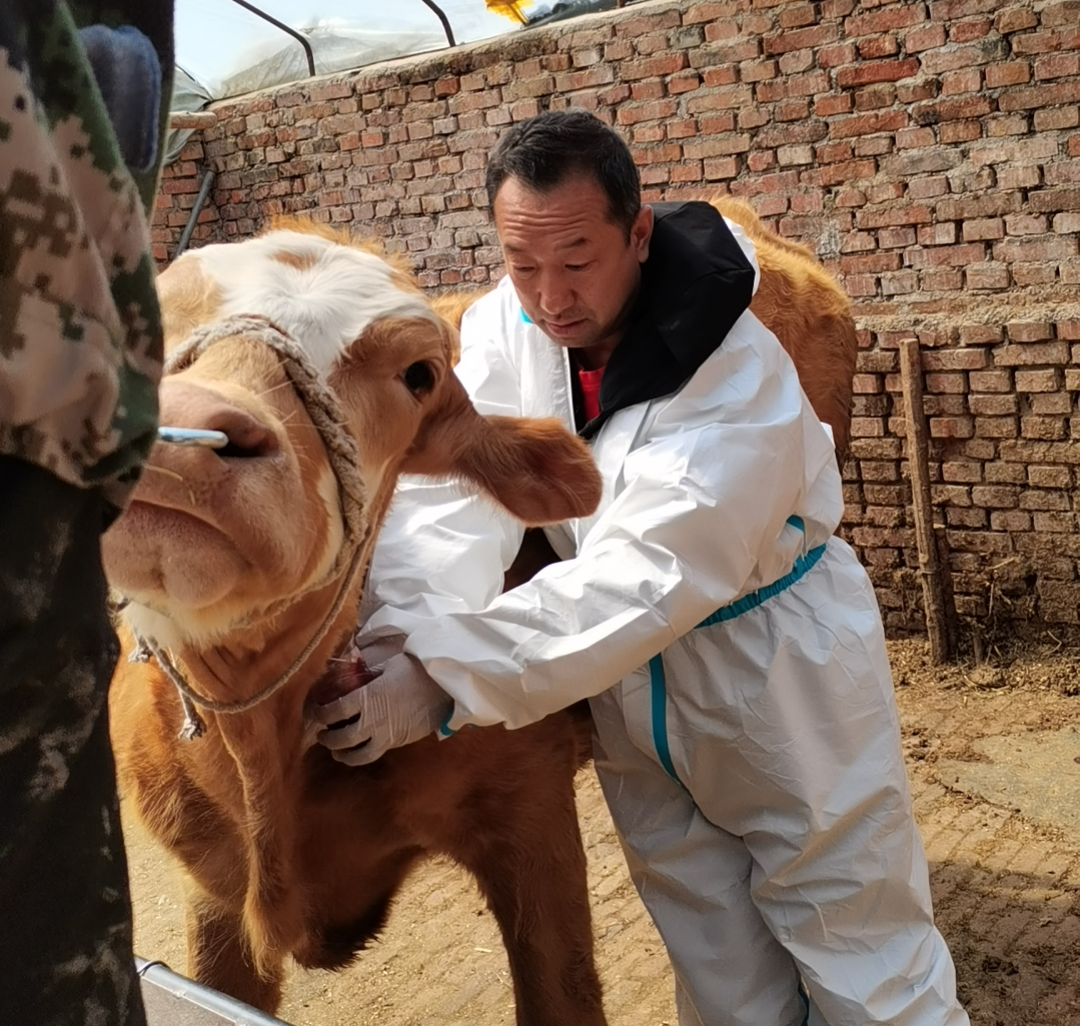 舒兰市朝阳镇扎实做好动物疫病防控工作