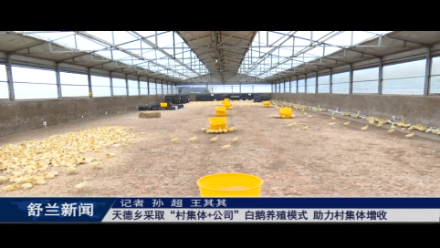 白鹅振翅 产业振兴丨舒兰市天德乡采取&ldquo;村集体+公司&rdquo;白鹅养殖模式 助力村集体增收