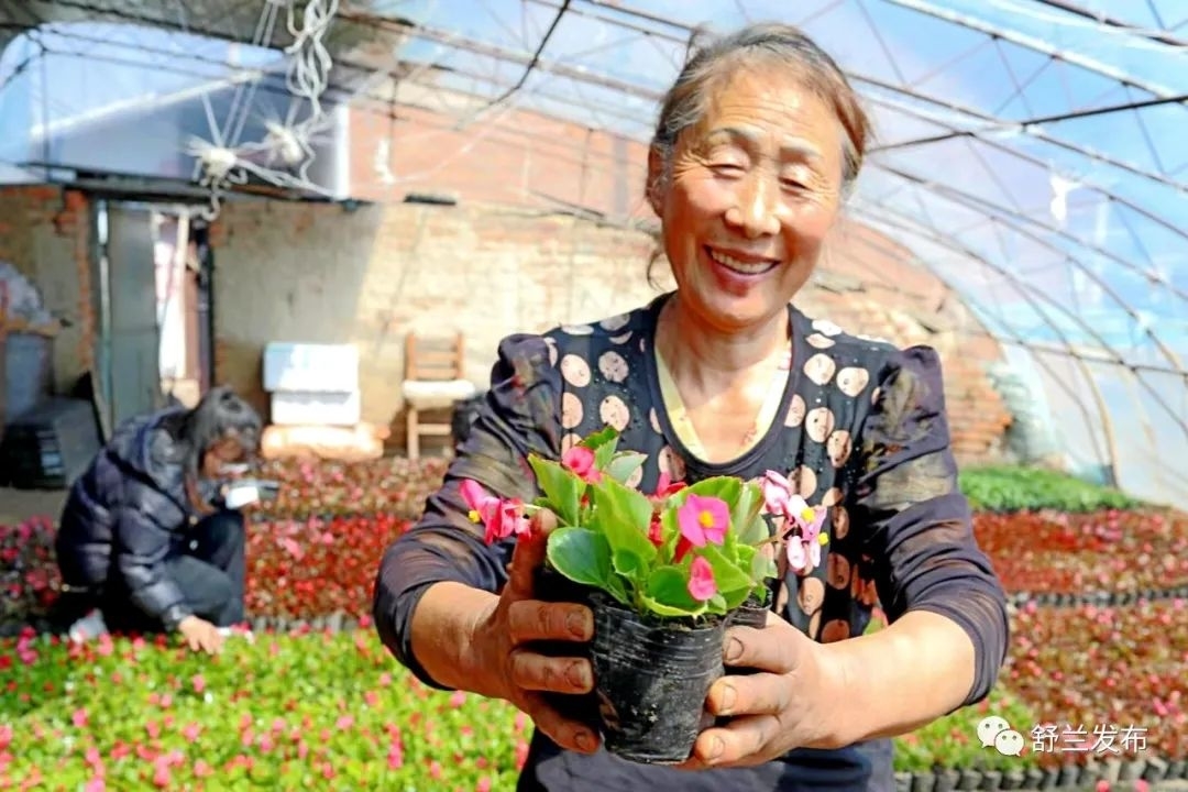 舒兰市朝阳镇花卉大棚 绿意盎然迎客来
