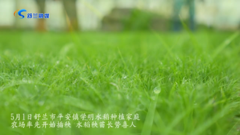 插秧开始了