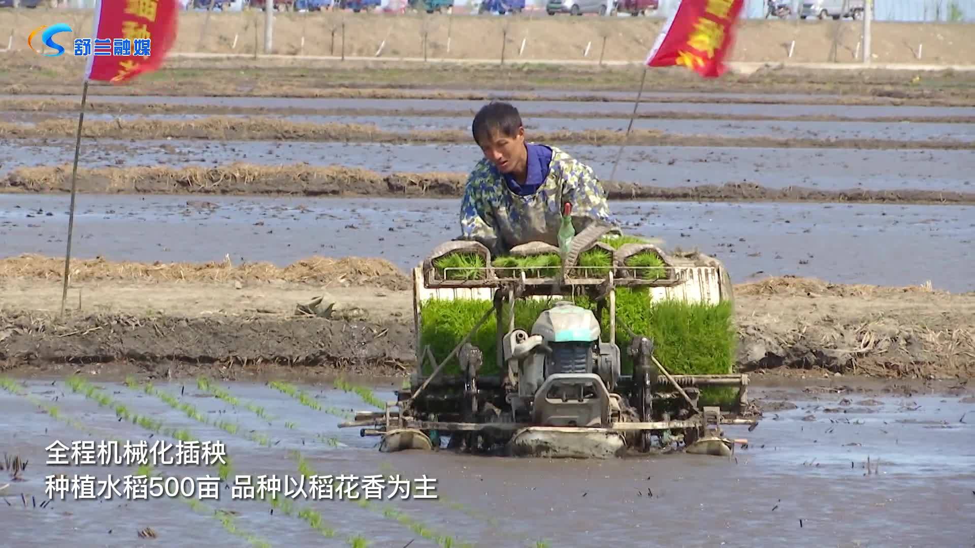 平安镇永平新家水稻种植家庭农场开始插秧