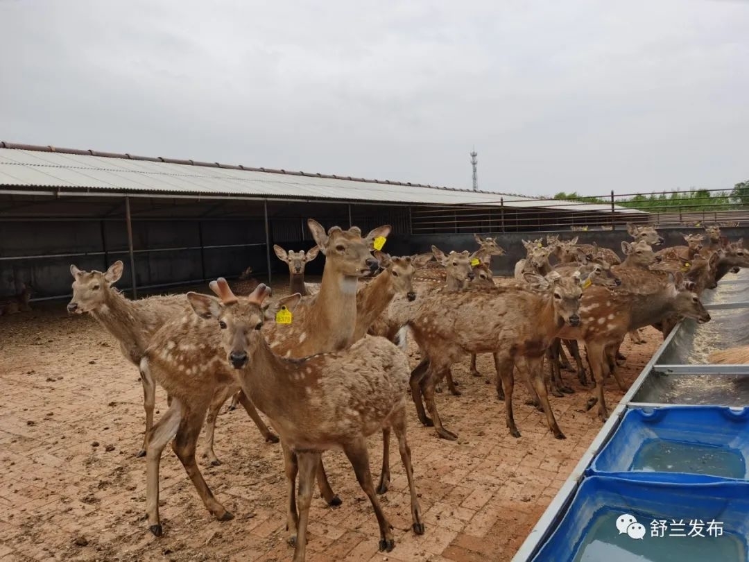 乡村振兴&middot;筑梦舒兰丨养殖新&ldquo;鹿&rdquo;径 奔向致富路