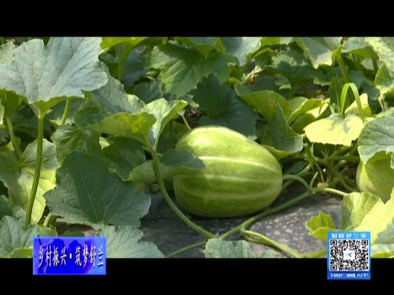 乡村振兴&middot;筑梦舒兰丨溪河镇头茬香瓜抢&ldquo;鲜&rdquo;上市